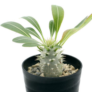 塊根植物のすべて 横町 健 著 と植欲そそるコーデックス Yokoyumyumのリノベブログ