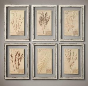 ヴィンテージ感のある植物標本