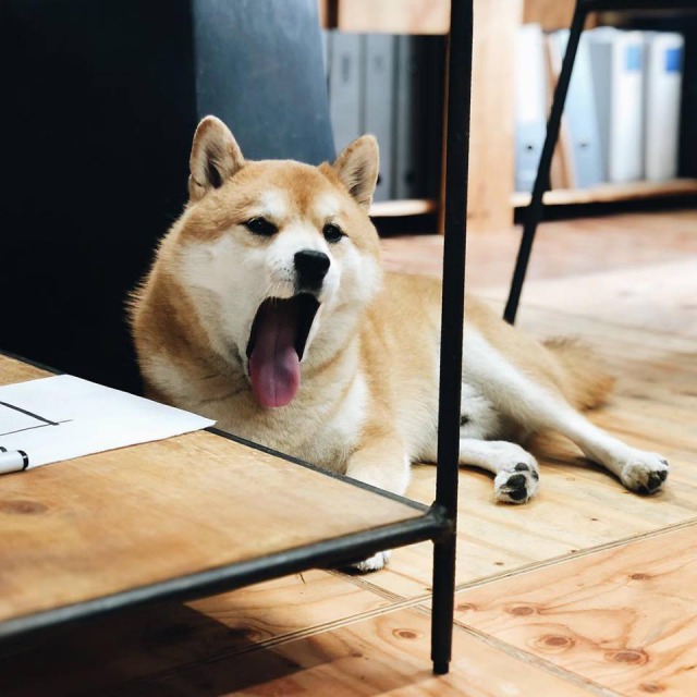 エイトデザインの名物会長は……柴犬男子「はち」