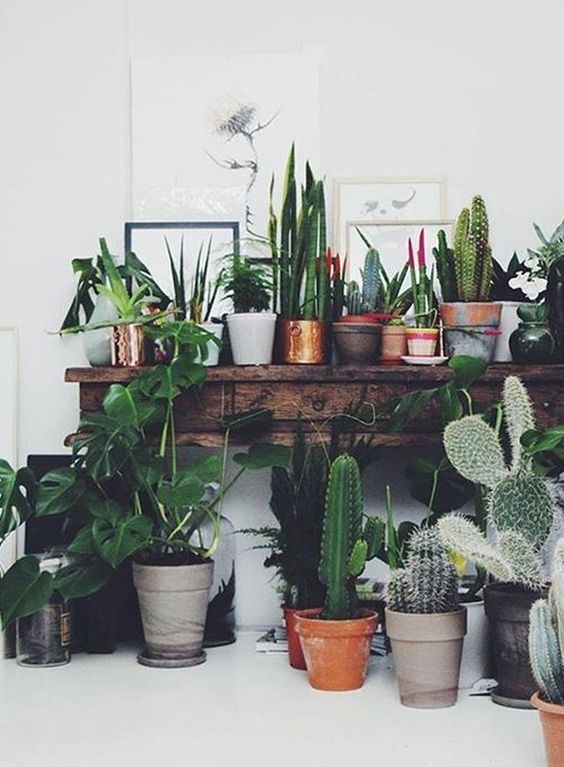 image 植物を固め置きする