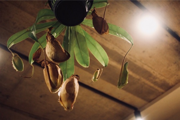 image 食虫植物ウツボカズラ(ネペンテス)