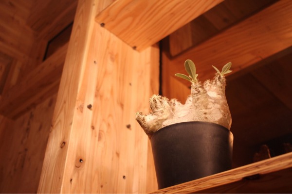 image 窓際に置かれた塊根植物
