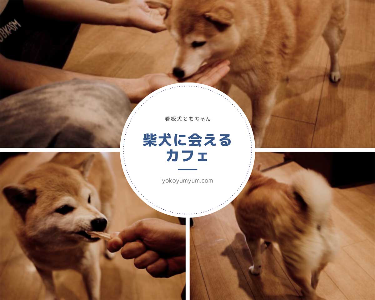 柴犬に会えるカフェ 札幌にある喫茶オットーの看板犬ともちゃん Yokoyumyumのリノベブログ