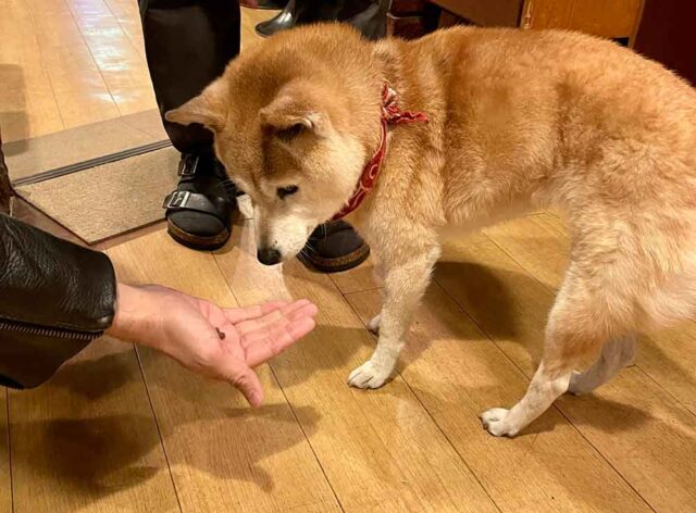 15歳の柴犬ともちゃん