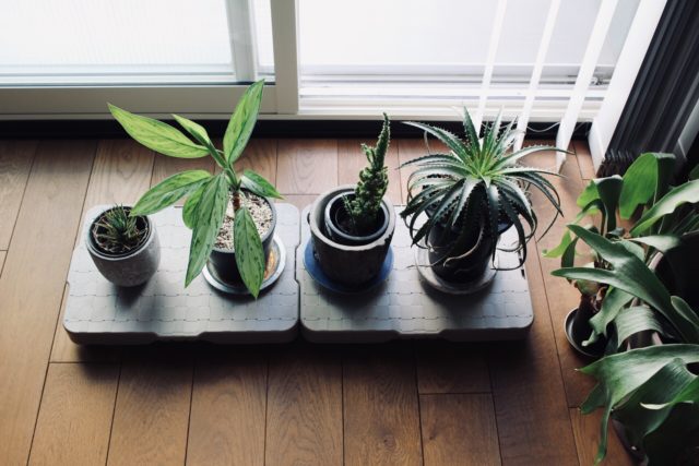 山善の平台車スマートフロアに乗せた植物
